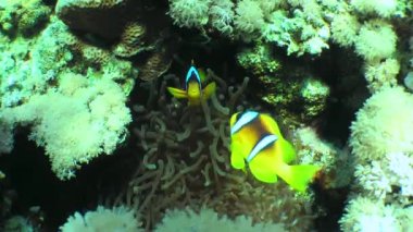 Bir çift Twoband anemonisi (Amphiprion bicinctus) yavaşça deniz şakayıklarının yanında daireler çizer..