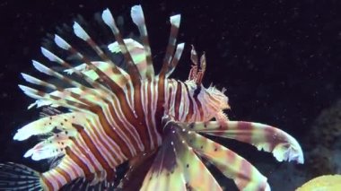 Genişletilmiş yüzgeçleri olan renkli Aslan Balığı (Pterois volitans) yavaşça döner ve karanlık bir mağaranın arka planına asılır..