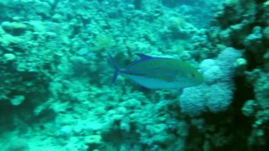 Mavi yüzgeçli trevally (Caranx melampygus) mercan resif duvarı boyunca yüzer.