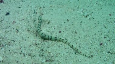 Ağ Boru Balığı (Corythoichthys flavofasciatus) en iyi kamufle edilmiş Kızıl Deniz balık türlerinden biridir..