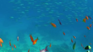 Kırmızı-turuncu deniz sarısı sürüsü ya da Lyretail Anthias (Pseudanthias Squamipinnis) yırtıcı balıkların yüzerek geçmesinden korkarlar ve sonra plankton yemek için tekrar ortaya çıkarlar..