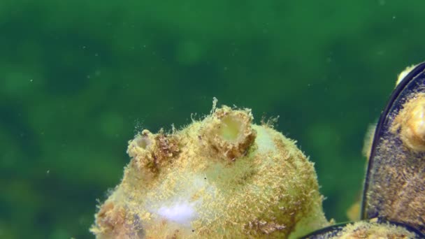 Tunicate Sea Üzümleri Molgula Euprocta Sifonlarını Kapatır Tekrar Açar — Stok video