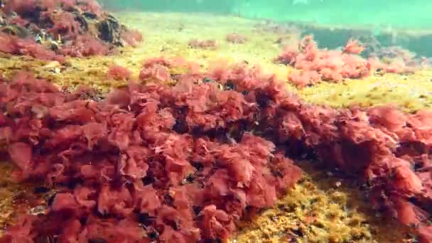 食物生産に使用される紅藻 フィロフォラ クリスパ アゴロイドを得るために用いられる — ストック動画