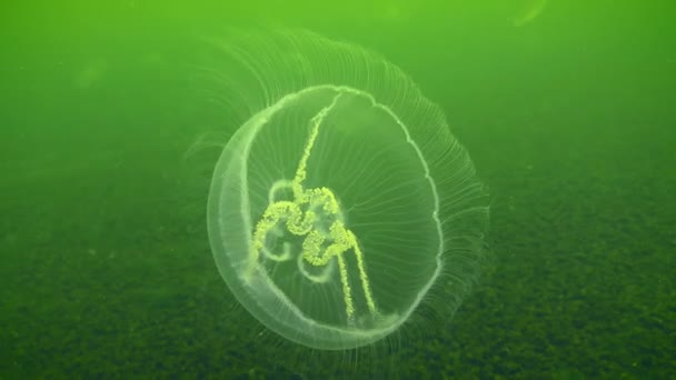 수있는 해파리나 해파리 아우렐리아 오로라 녹색물을 배경으로 천천히 맥동한다 — 비디오