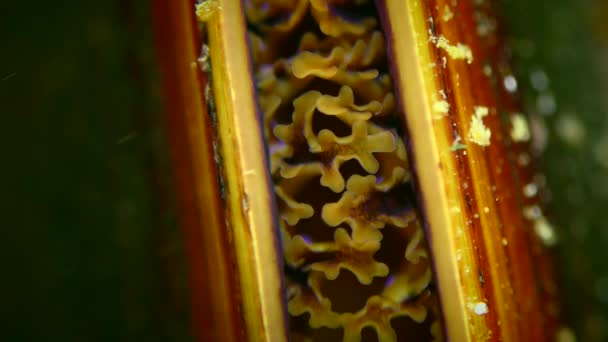 Shell Muslingen Mytilus Filtrerer Vand Bevægelsen Kappens Udvækster Synlig Mellem – Stock-video