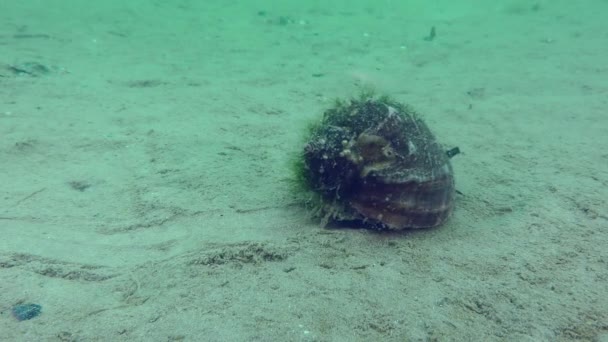 Fondo Arenoso Rapa Whelk Veteado Rapana Venosa Deja Rastro Distintivo — Vídeo de stock