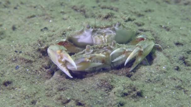 Hodowla Latający Krab Liocarcinus Holsatus Skóra Męska Żeńska Piasku — Wideo stockowe