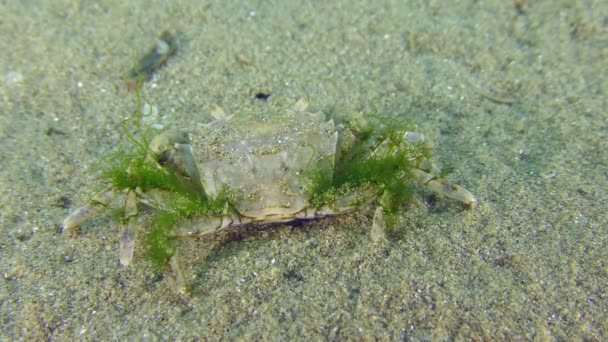 Grapsoid Crab Brachynotus Sexdentatus Κατάφυτο Πράσινα Φύκια Στον Αμμώδη Πυθμένα — Αρχείο Βίντεο