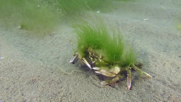 Crabe Volant Liocarcinus Holsatus Les Crabes Âgés Changent Rarement Animal — Video