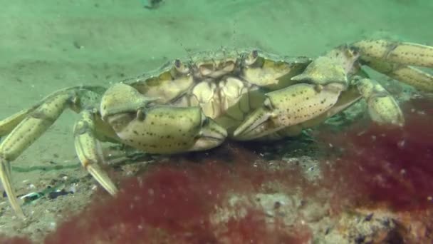 一只大的绿螃蟹或滨蟹 Carcinus Maenas 坐在红藻中间的岩石上 然后离开框架 — 图库视频影像