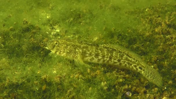 Travní Goby Zosterisessor Ophiocephalus Žije Oblastech Bohatých Vodní Vegetaci — Stock video