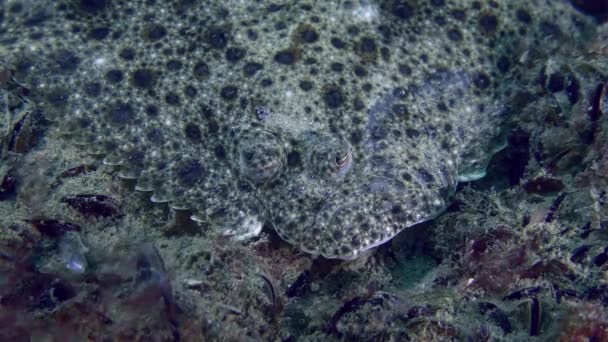 Avrupalı Bir Turbot Portresi Scophthalmus Maximus Balık Hareketli Gözler Yakın — Stok video