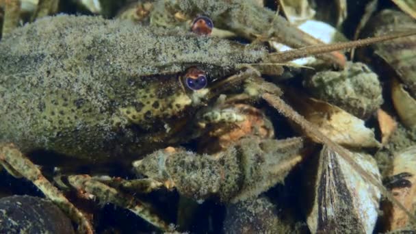 大小龙虾 Astacus Astacus 位于一条被海贝覆盖的河流的底部 特写镜头 — 图库视频影像