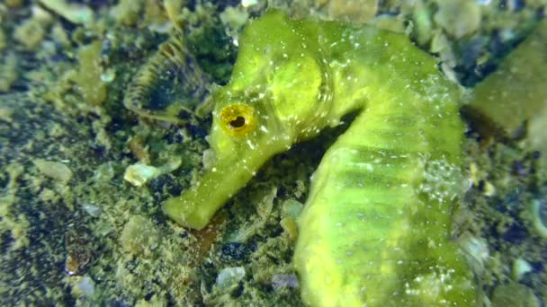 Long Snouted Seahorse Hippocampus Guttulatus Морской Конёк Нашедший Укрытия Ложится — стоковое видео