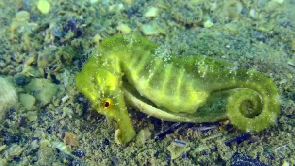 Langschnauzenseepferdchen Hippocampus Guttulatus Als Versteck Nutzt Das Seepferdchen Eine Auf — Stockvideo