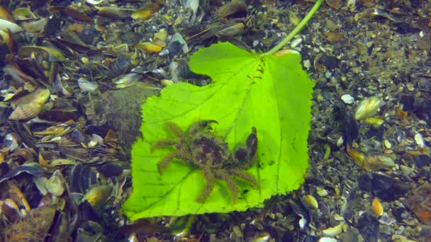 Automne Mer Crabe Laisse Feuille Mûrier Vert Pâle Sur Fond — Video