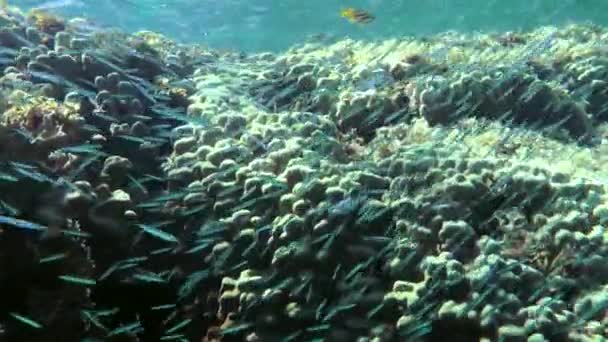 摄像机穿过一群小硬头银边鱼飞向珊瑚礁 — 图库视频影像
