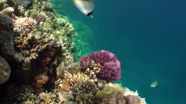 Ein Paar Heller Fadenflossen Schmetterlingsfische Chaetodon Auriga Schwimmen Vor Dem — Stockvideo