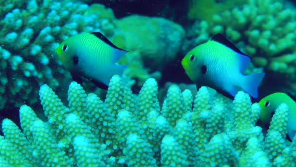 Denso Arbusto Coral Aguas Poco Profundas Hogar Rebaño Marginate Dascyllus — Vídeos de Stock