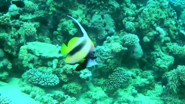 Bannerfish Del Mar Rosso Dai Colori Vivaci Heniochus Intermedius Scende — Video Stock