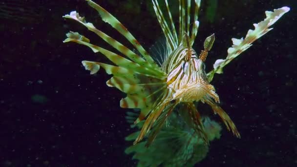 Retrato Lionfish Comum Pterois Volitans Peixe Está Pendurado Nos Raios — Vídeo de Stock