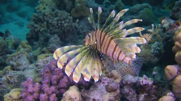 Jasně Zbarvené Lvice Obecné Pterois Volitans Rozšířenými Ploutvemi Pomalu Plave — Stock video