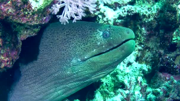 Zbliżenie Olbrzymiego Moray Gymnothorax Javanicus Który Wystawia Jego Głowę Koralowej — Wideo stockowe