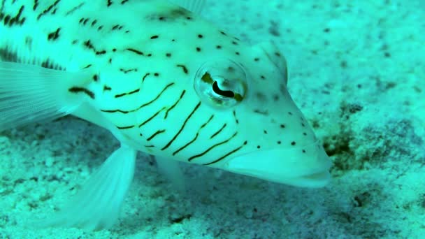 Spotted Sandmelt Parapercis Hexophtalma Står Bækkenfinnerne Sandet Bund Vender Øjnene – Stock-video