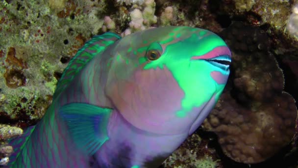 Noite Parrotfish Heavybeak Chlorurus Gibbus Congela Sob Arbusto Coral Praticamente — Vídeo de Stock