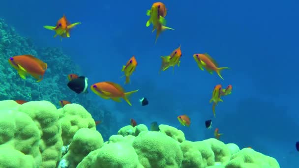 Tengeri Aranyhal Vagy Lyretail Anthias Pseudanthias Squamipinnis Halraja Lassan Úszik — Stock videók