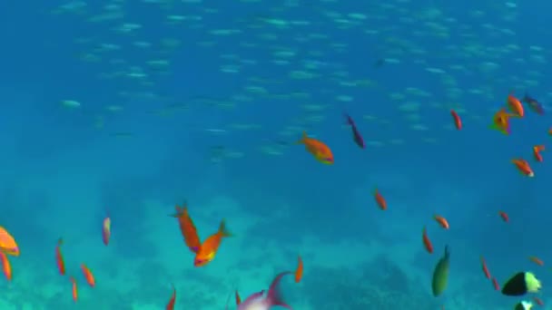 Red Orange Flock Sea Goldie Lyretail Anthias Pseudanthias Squamipinnis Frightened — Stock Video