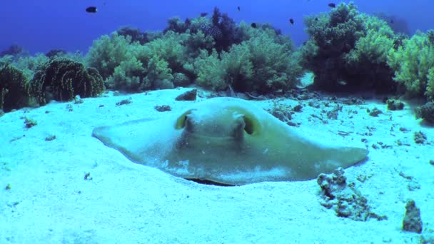 Wielki Płaszczka Pastinachus Sephen Leży Piaszczystym Dnie Wśród Zarośli Koralowych — Wideo stockowe