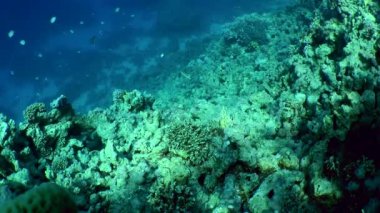 Parlak renkli turuncu çizgili bir tetik balığı (Balistapus undulatus) bir mercan resifinin önünde yüzer..