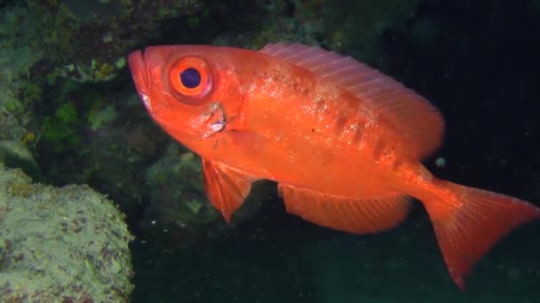 Taurillon Priacanthus Hamrur Sur Fond Sombre Une Grotte Récifs Coralliens — Video