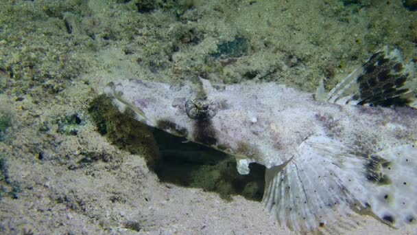 Tentacled Flathead Papilloculiceps Longiceps Encontra Fundo Arenoso Entre Corais Rola — Vídeo de Stock