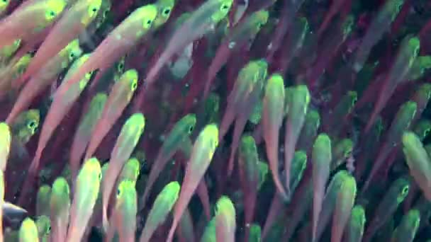 Pigmy Sweeper Parapriacanthus Ransonneti Vormt Grote Dichte Kuddes Schaduwrijke Gebieden — Stockvideo
