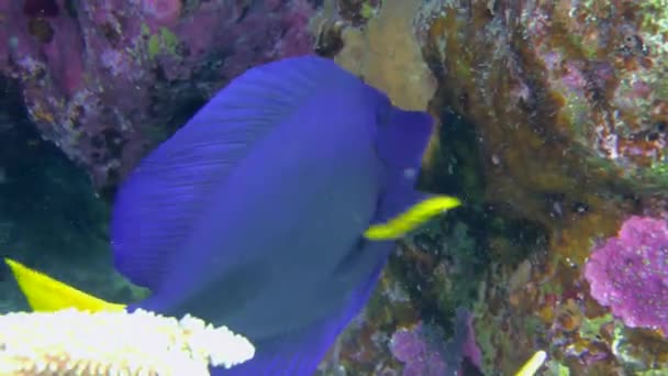 黄尾鱼 Zbrasoma Xanthurum 吃珊瑚块中的东西 然后慢慢地从鱼架中游出来 进行特写 — 图库视频影像