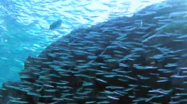 Küçük bir Hardyhead balık sürüsü mercan resifi boyunca hareket ederek manzarasını gözler önüne seriyor..