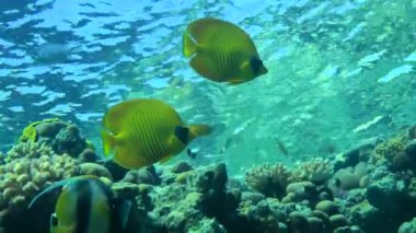 Bir çift parlak sarı Bluecheek kelebek balığı (Chaetodon semilarvatus) su yüzeyinin zemininde asılı kaldı.