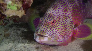 Geceleri, Lyretail Grouper (Variola louti) dipte, yakın planda yatar. Gece dalışı.