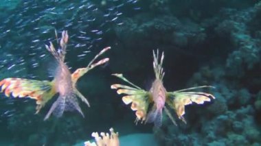 Avlanan Aslan Balığı (Pterois volitans): Yüzgeçlerini genişleten iki renkli balık, yavaş yavaş küçük balık sürüsüne doğru yüzer.