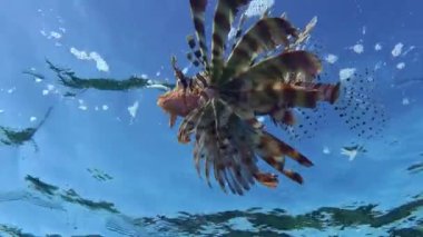 Genişletilmiş yüzgeçleri deniz yüzeyinin arka planında yavaşça yüzen renkli bir Aslan Balığı (Pterois volitans), yakın plan.