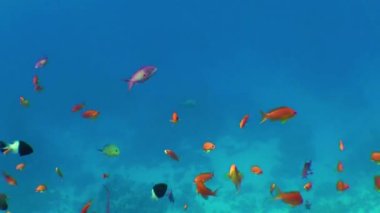 Erkek ve dişi Deniz altınları (Pseudanthias squamipinnis) mavi su sütuna doğru yavaşça yüzer, renk ayrıntıları görülebilir.
