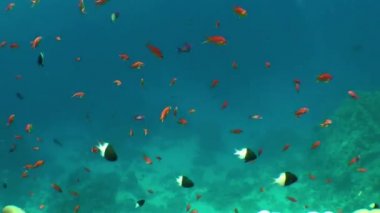 Mavi sütundaki planktonlarla beslenen diğer küçük balıklarla birlikte bir kırmızı-turuncu deniz altın sürüsü veya Lyretail Anthias (Pseudanthias squamipinnis), hala kamera.