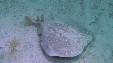 Panter Elektrikli Işın ya da Leopar torpidosu (Torpido Panthera) su kolunda yavaşça yüzer ve dibe doğru batar..