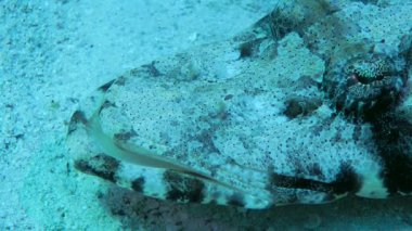 Dokunaçlı Düz Kafanın (Papilloculiceps longiceps) kumlu bir tabanda, yan görünüm, portre, ayrıntı.