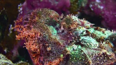 Tassled scorpionfish (Scorpaenopsis oxycephala) mercan çıkıntısı, kenar görüş, portre, detay üzerinde bulunur. Güneş ışınları yukarıdan doğar.