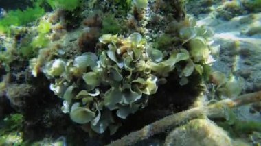 Orta ölçekli bir taş üzerinde kahverengi alg Peacock 'un kuyruğu (Padina pavonica) çalıları.