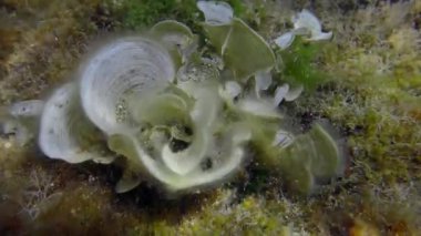 Kahverengi alg çalıları Peacock 'un kuyruğu (Padina pavonica) bir taş üzerinde, yakın plan.