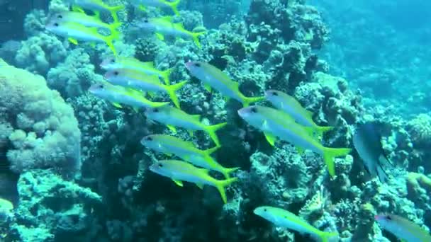 Färgglad Flock Gulrandig Getfisk Mulloidichthys Flavolineatus Simmar Långsamt Längs Korallrevets — Stockvideo